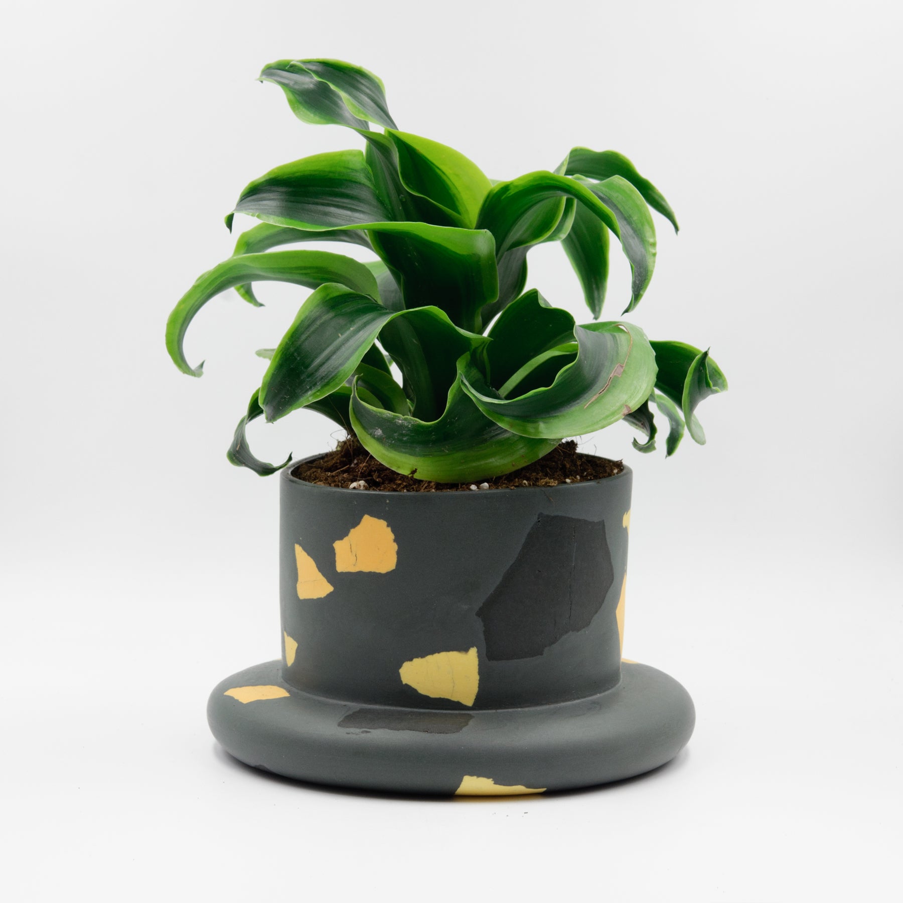 Bigfoot Archipelago planter, Salamandra