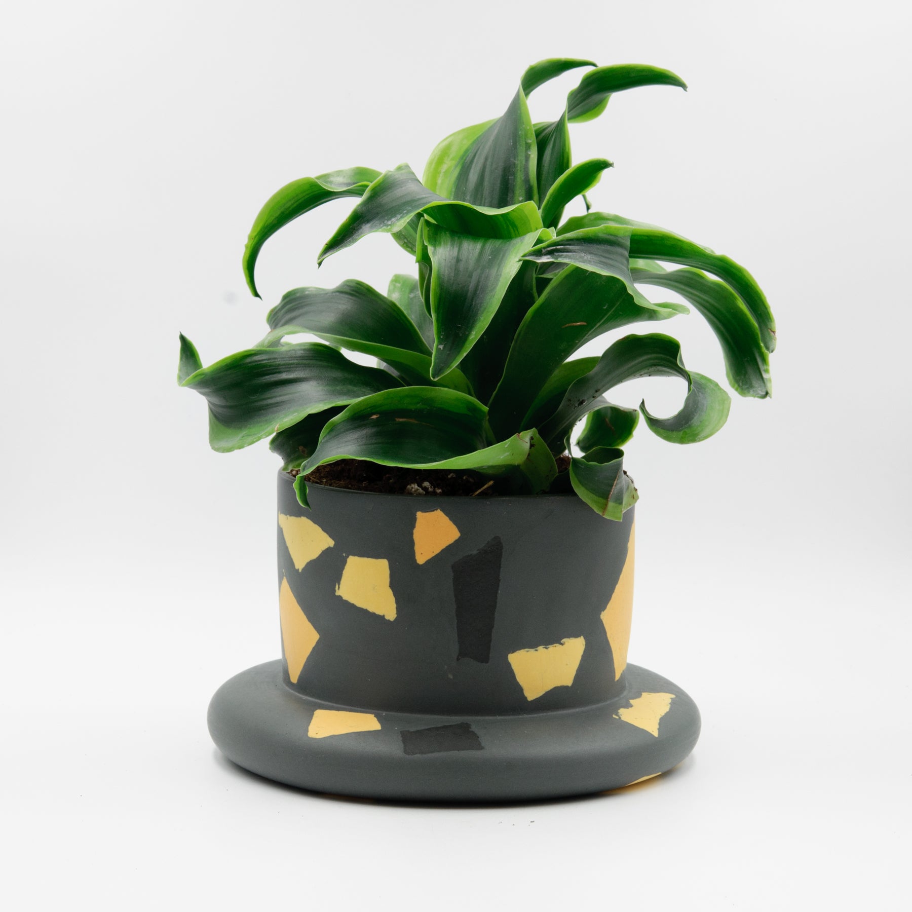 Bigfoot Archipelago planter, Salamandra