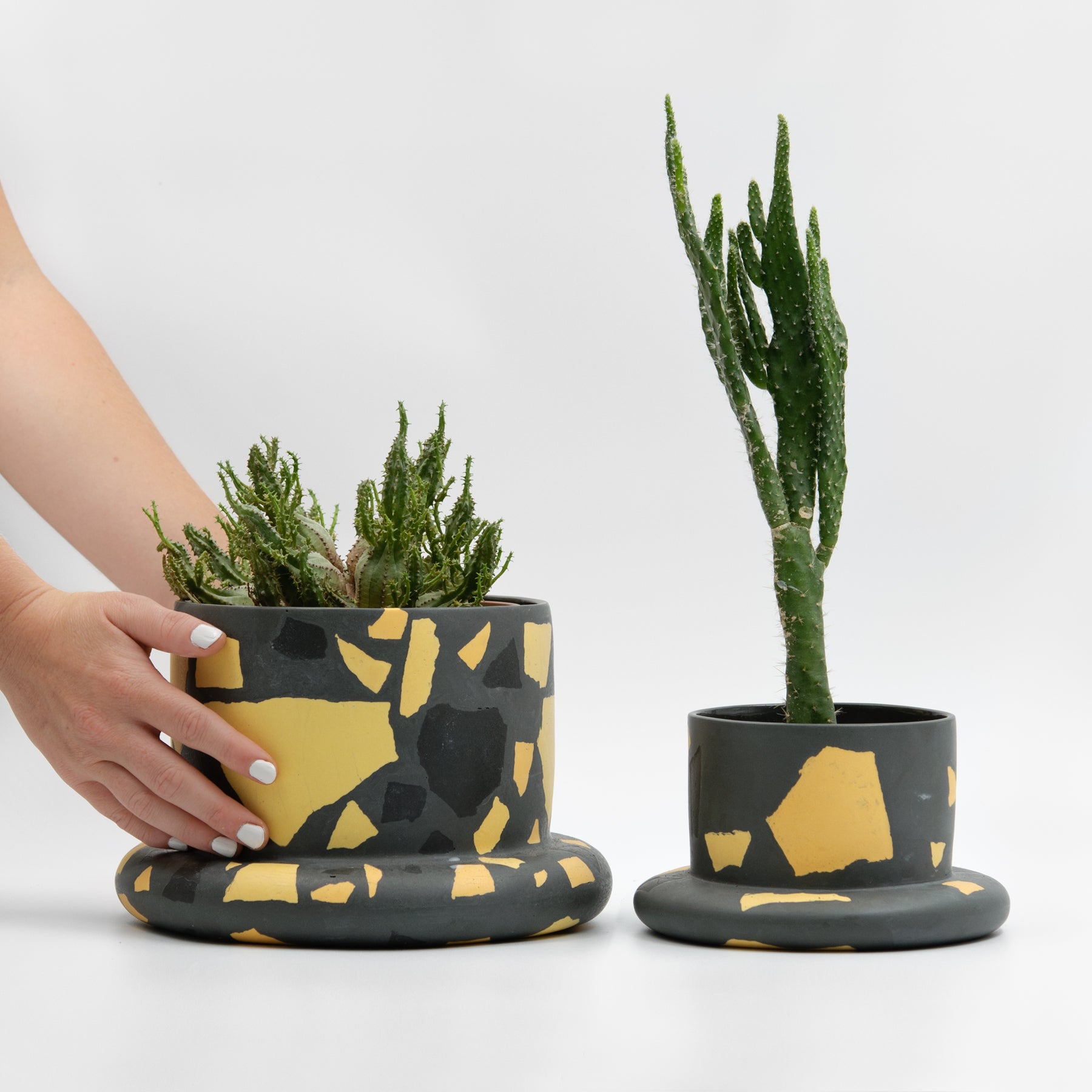 Bigfoot Archipelago planter, Salamandra
