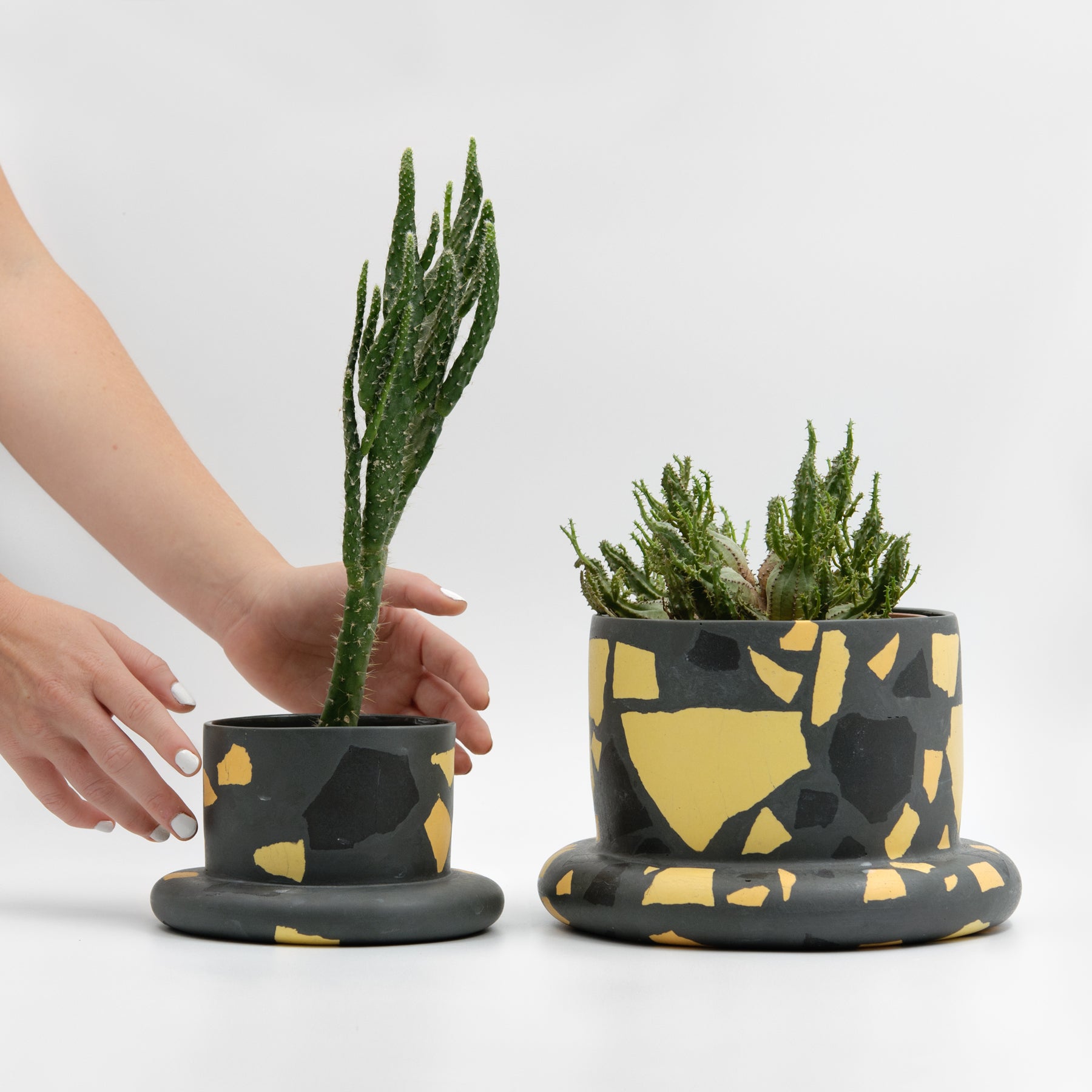 Bigfoot Archipelago planter, Salamandra