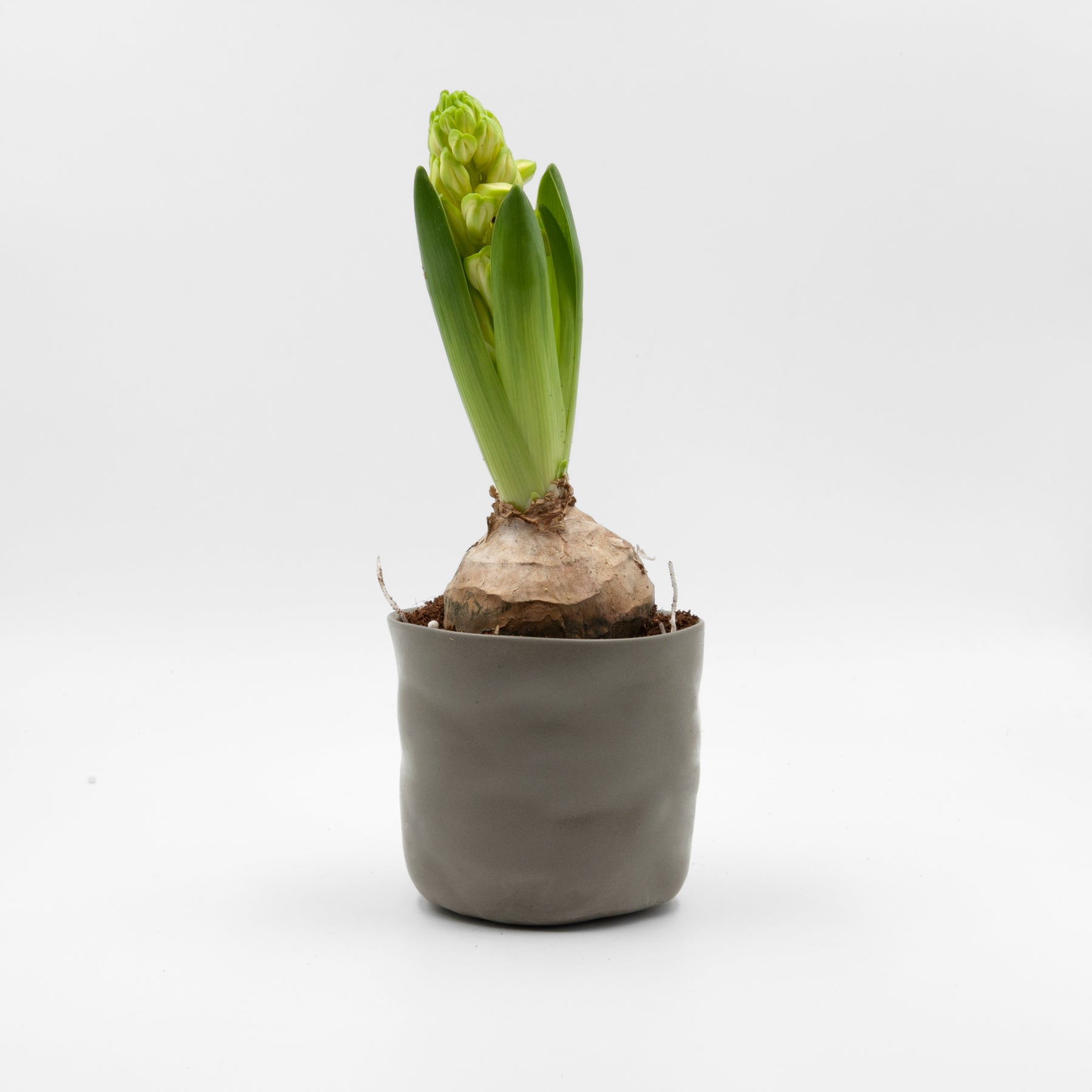 Baby Elephant planter, warm grey