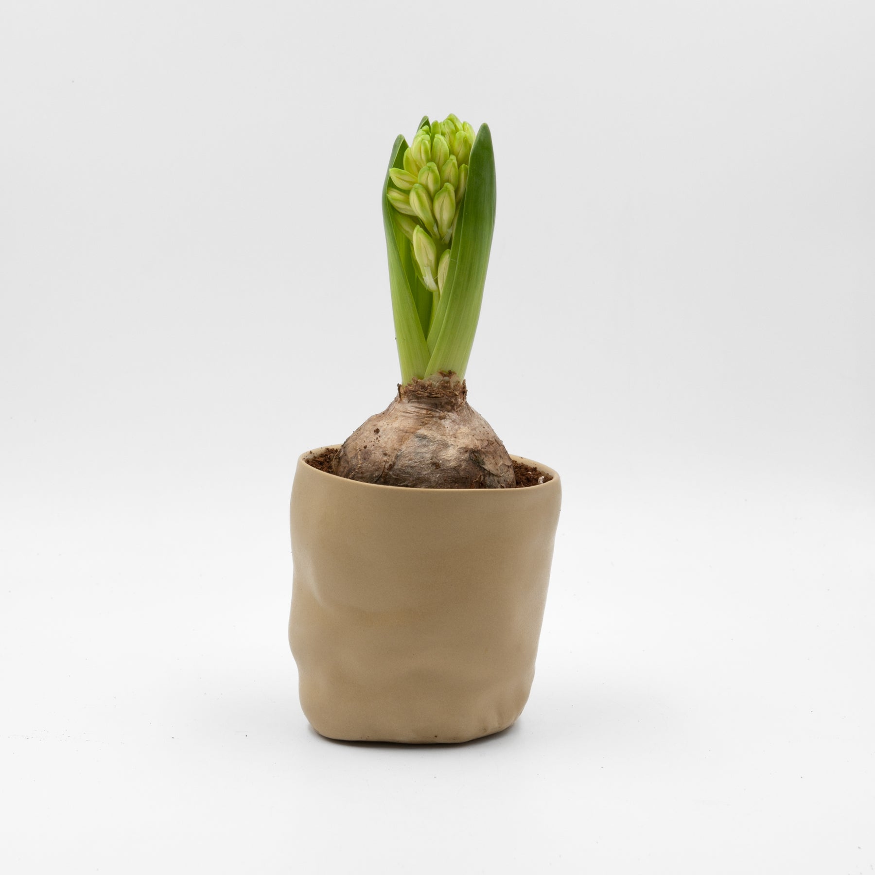 Baby Elephant planter, golden sand