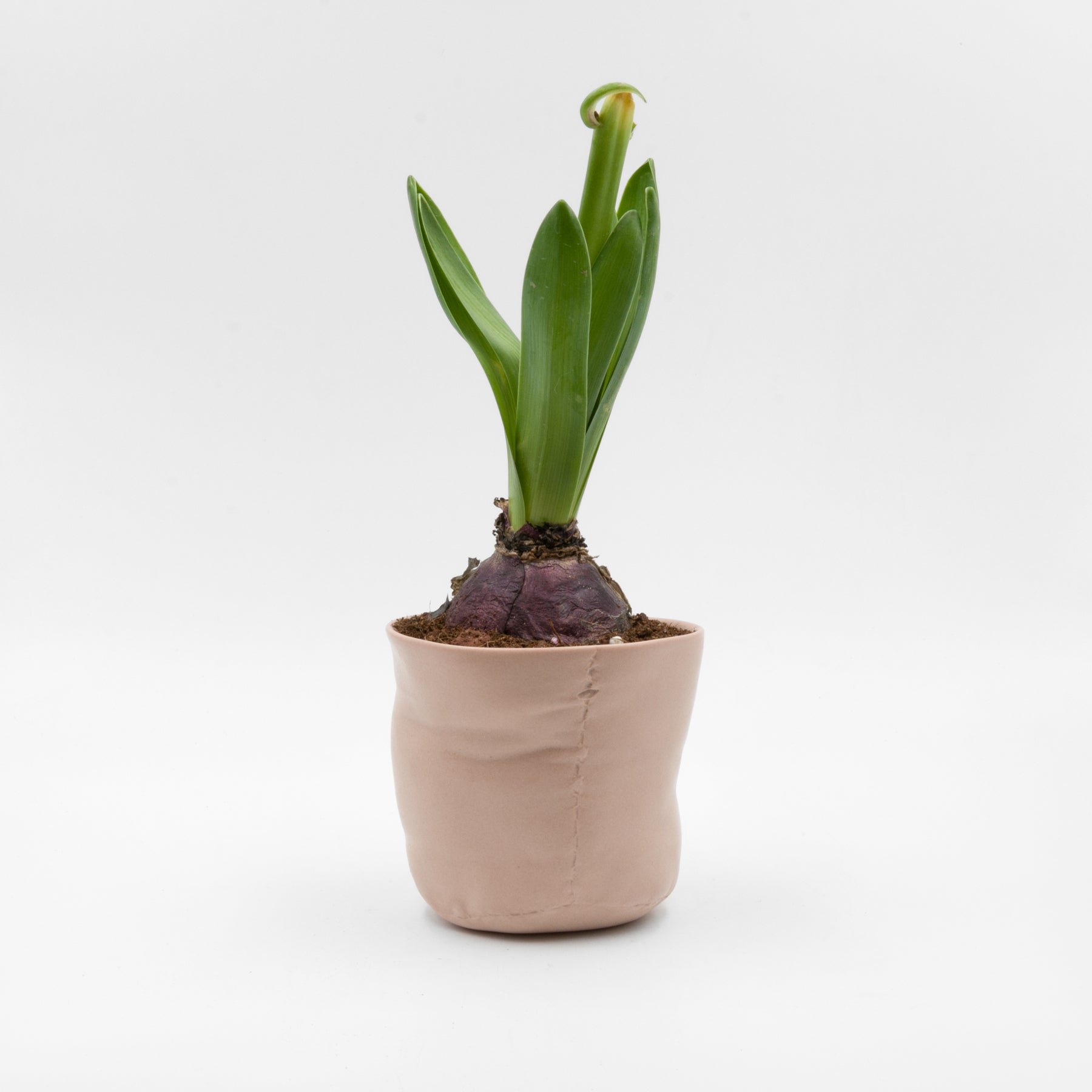 Baby Elephant planter, pale pink