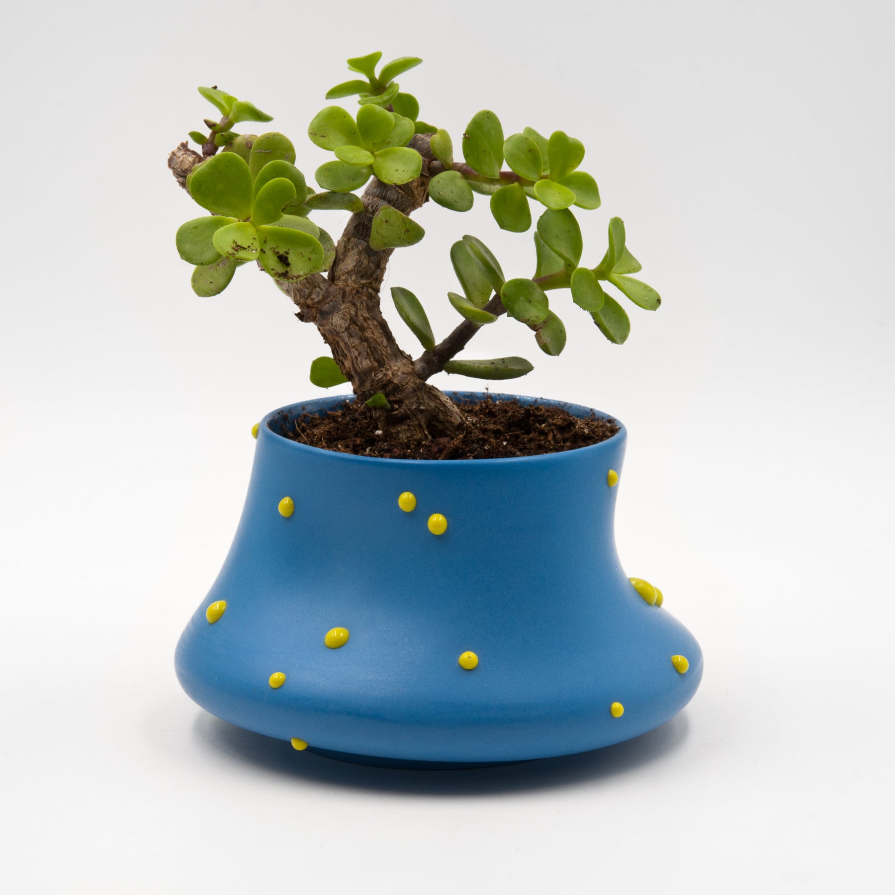 Peckii planter, blue-lime