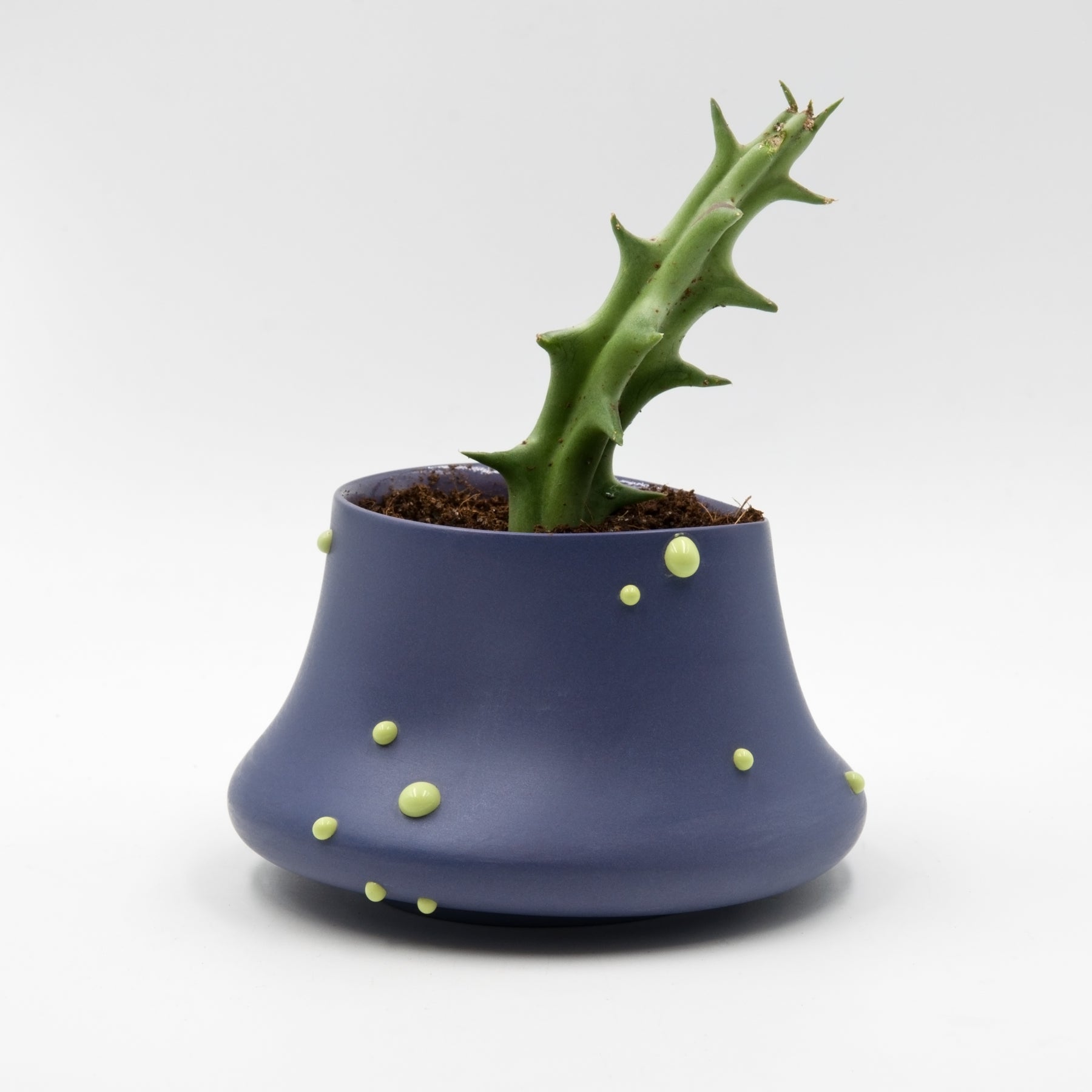 Peckii planter, purple-green