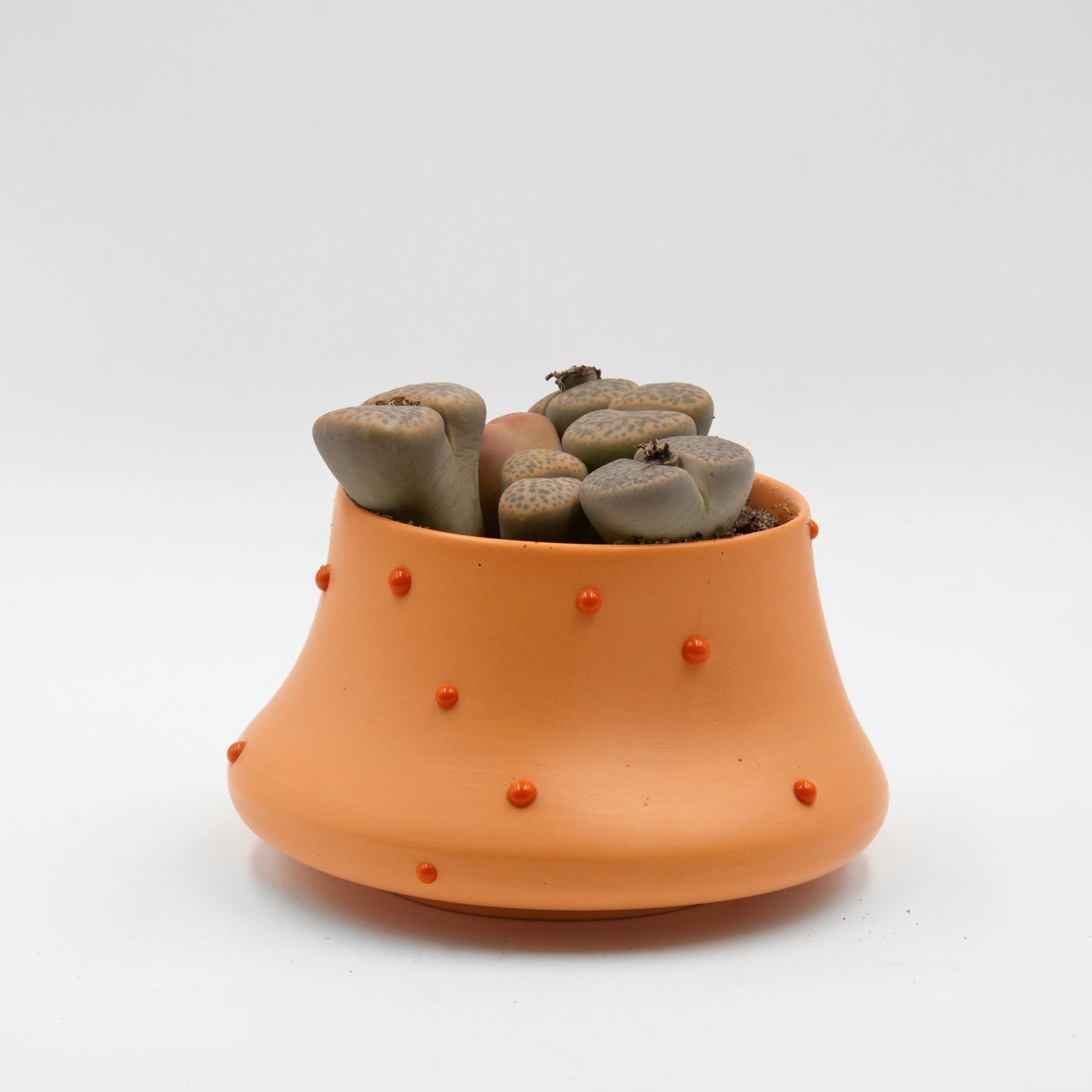 Peckii planter, double orange