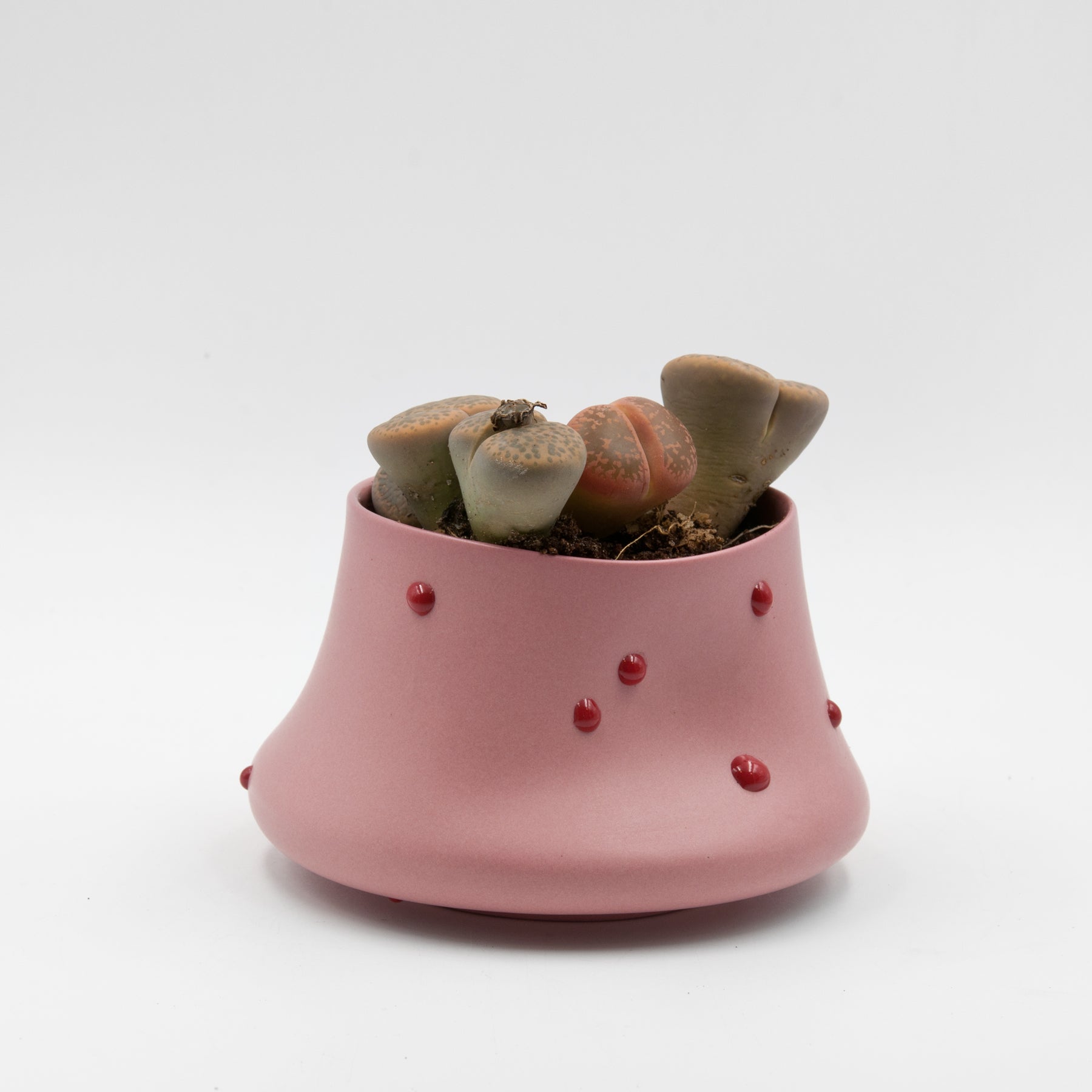Peckii planter, pink-burgundy