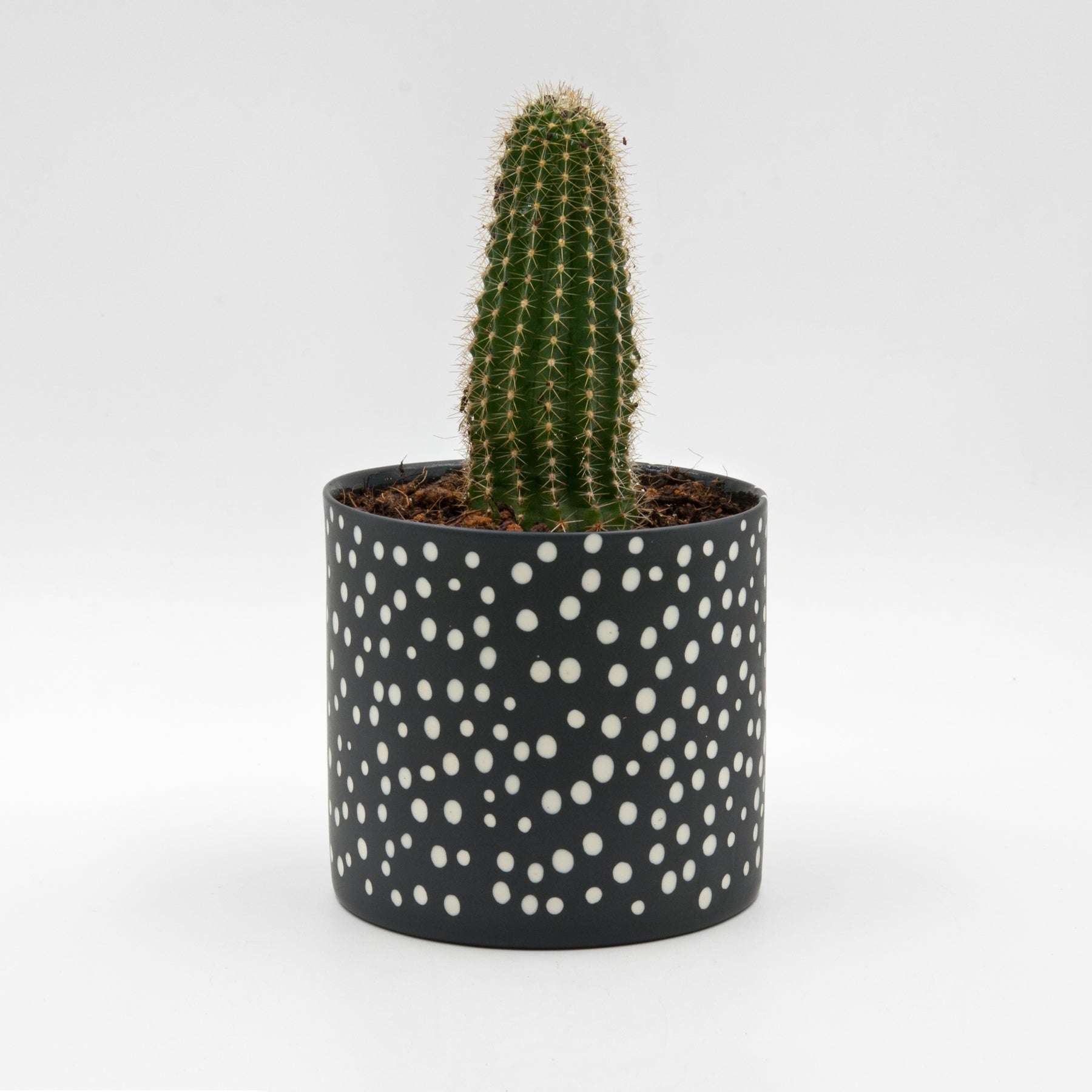 Polka dot planter, black