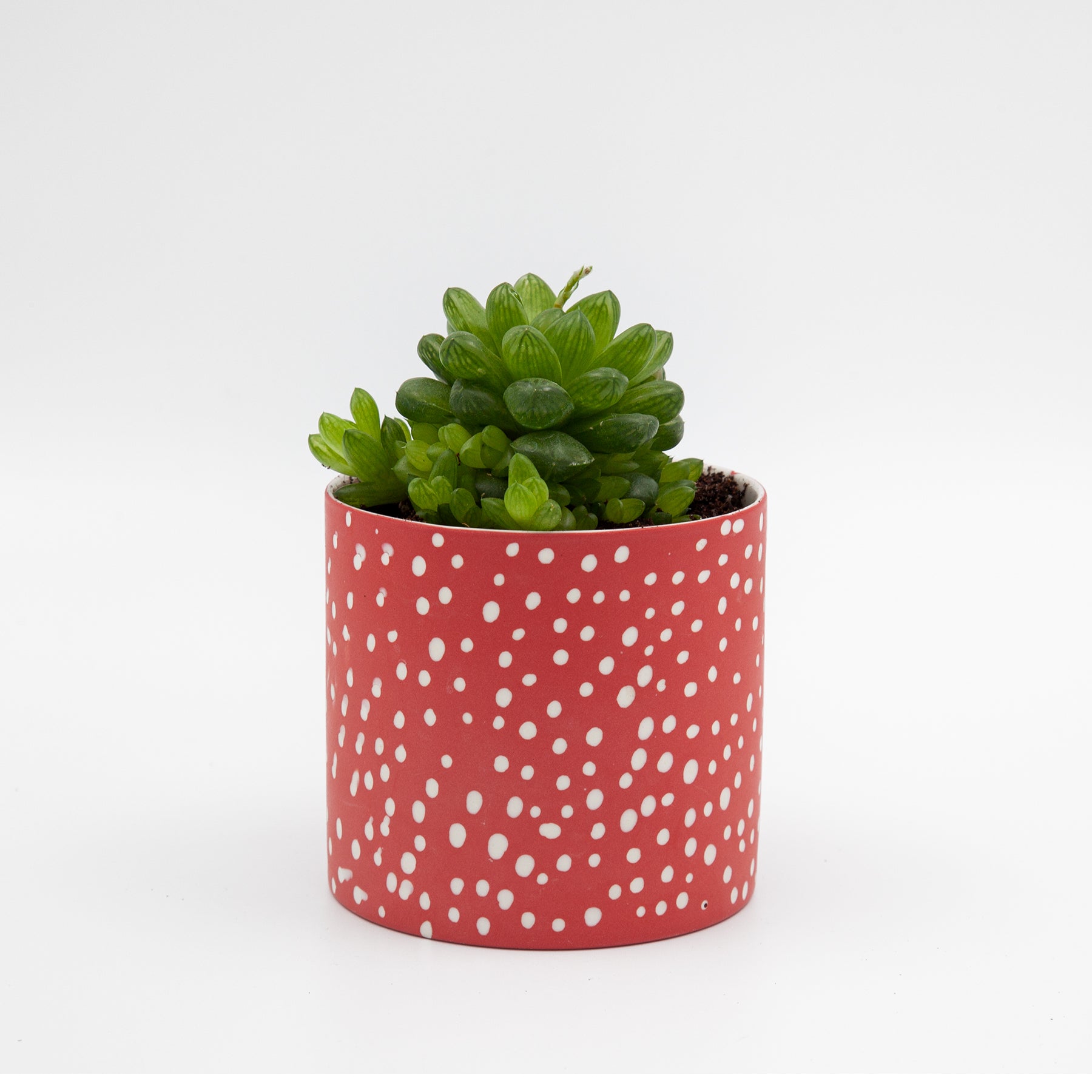 Polka dot planter, red